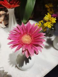 Close-up of pink daisy flower on table