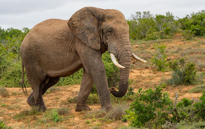 Elephant in the wild and savannah landscape of south africa