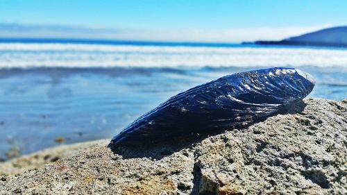 Close-up of lizard on rock at beach against sky