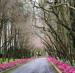 View of road amidst trees