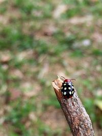 Close-up of insect