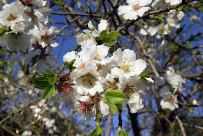 Close-up of white cherry blossom tree