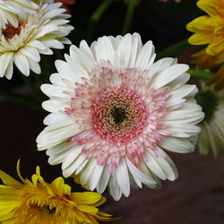 Close-up of white flowers blooming outdoors