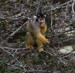 Monkey sitting on tree branch