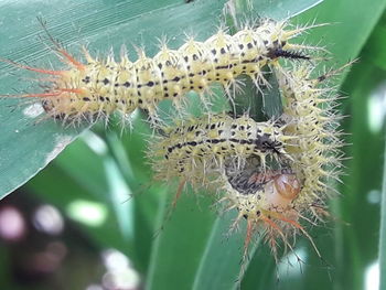 Close-up of caterpillar on cactus