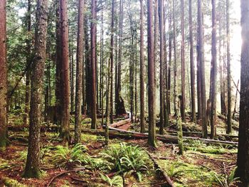 View of trees in forest