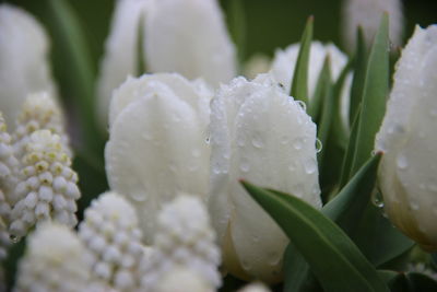 Close-up of white flowers blooming in park