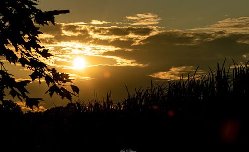 Scenic view of silhouette trees against sky during sunset