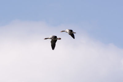 Low angle view of seagulls flying in sky