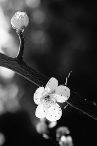 Close-up of white cherry blossom