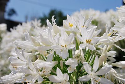 Close-up of white flowering plant