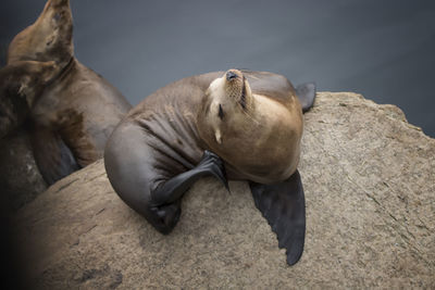 High angle view of animal on rock