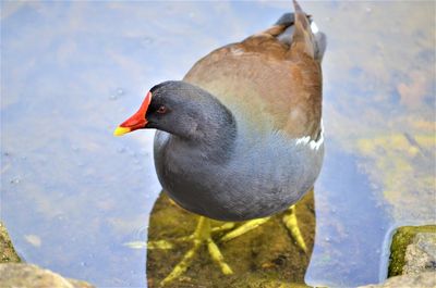 High angle view of duck swimming in lake