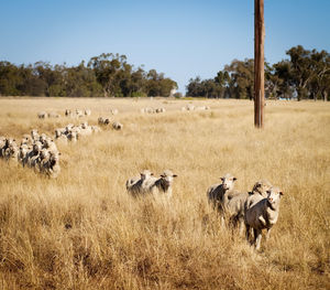 Flock of sheep in a field