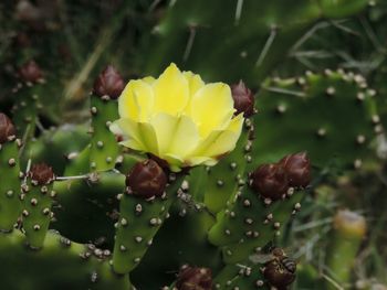 Close-up of water drops on yellow flower blooming outdoors