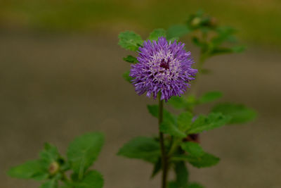 flowering plant