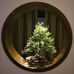 Close-up of potted plant