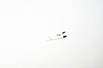 High angle view of birds flying over white background