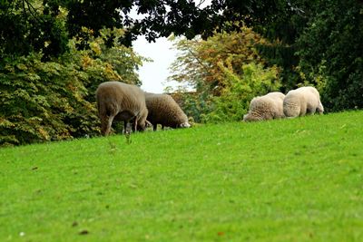 Sheep grazing in a field