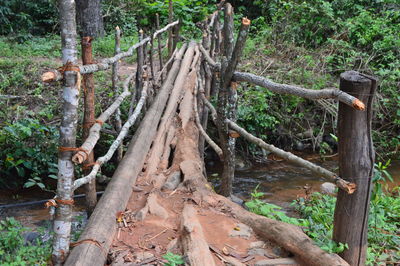 Trees growing in forest