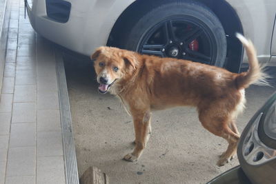 Portrait of dog standing in car