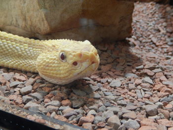 Close-up of lizard on rock