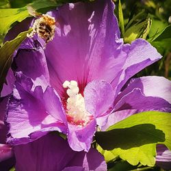 Close-up of purple flowering plant