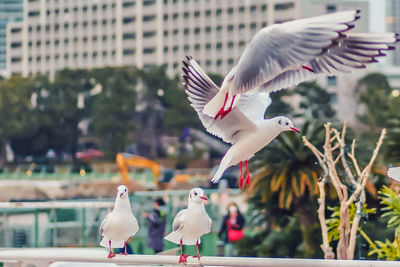 Seagulls flying against the wall