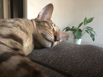 Close-up of cat sleeping on sofa at home