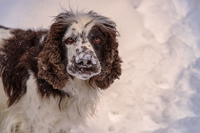 Portrait of dog on snow covered land