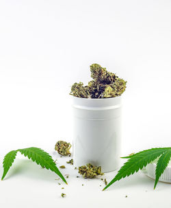 Close-up of potted plant against white background