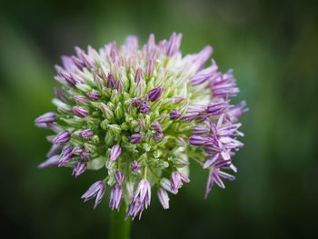 Close-up of purple flowering plant