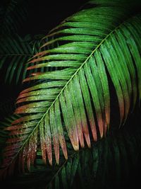 Close-up of palm tree leaves