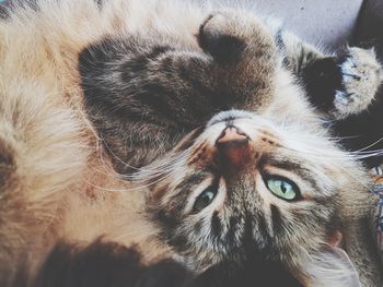 Close-up portrait of a cat