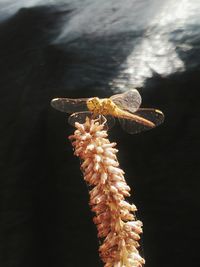 Close-up of insect on flower against blurred background