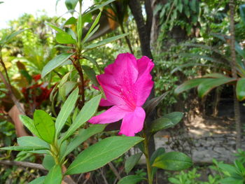 Close-up of pink flower