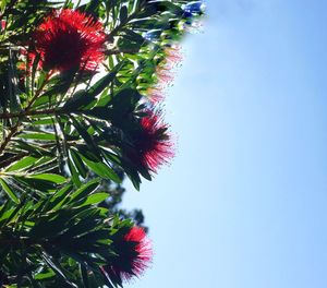 Low angle view of red flower against sky