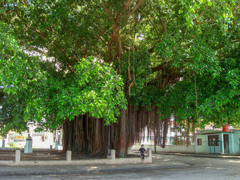 Rear view of people walking on street amidst trees