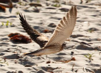 Close-up of bird flying over sand