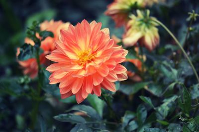 Close-up of orange flowering plants