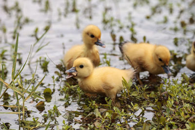 Close-up of a duck with plants