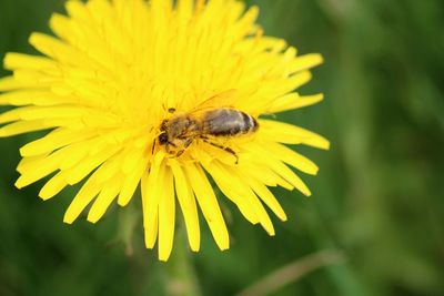 Close-up of honey bee pollinating on yellow flower