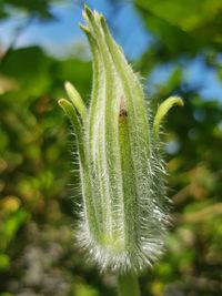 Close-up of plant