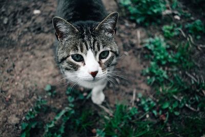 Close-up portrait of a cat