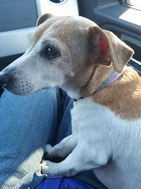 Close-up of dog sitting