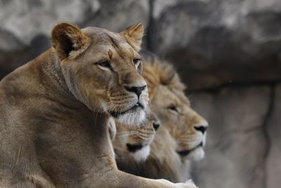 Lion family relaxing against rock