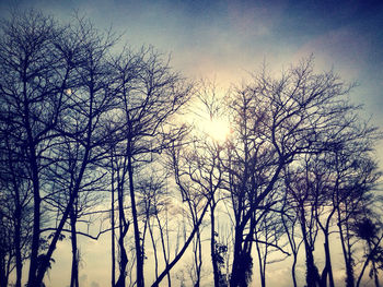 Low angle view of bare trees against sky