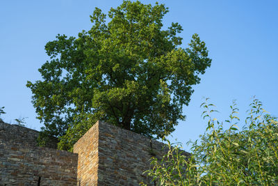 Low angle view of tree against sky