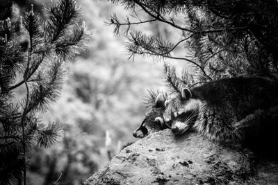 View of a cat on a tree