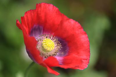 Close-up of red poppy flower